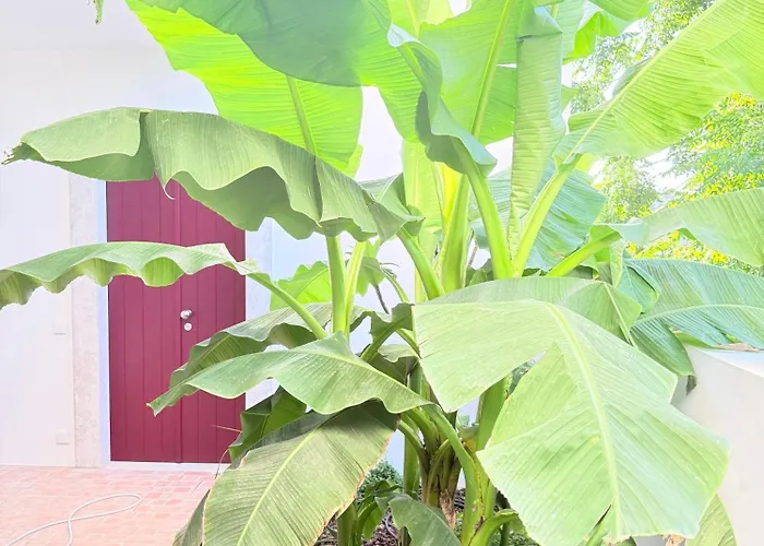 Danna Portuguese Design House Porta 7